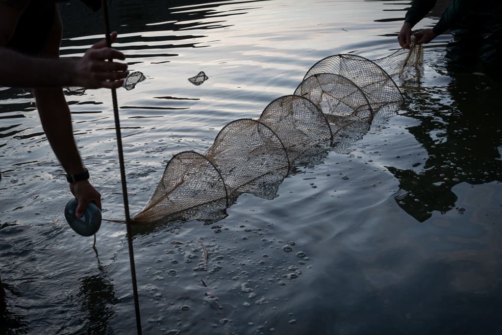 Tuna Harvest